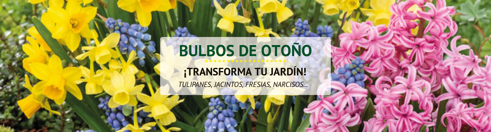 Bulbos de otoño